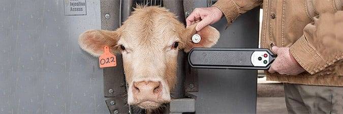 RF-ID chipped cow