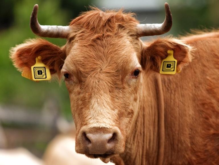 RFID tag on cow