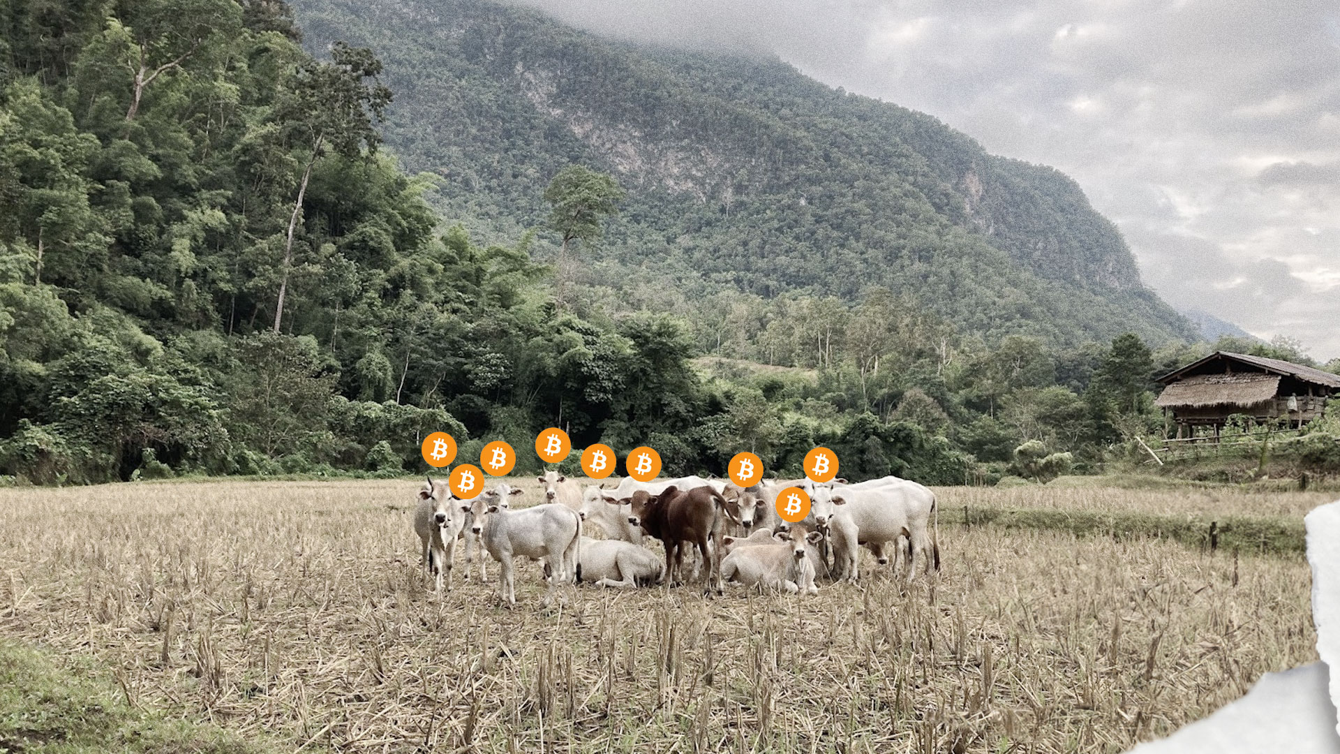 From Bitcoin to Beef: A Journey of Discovery