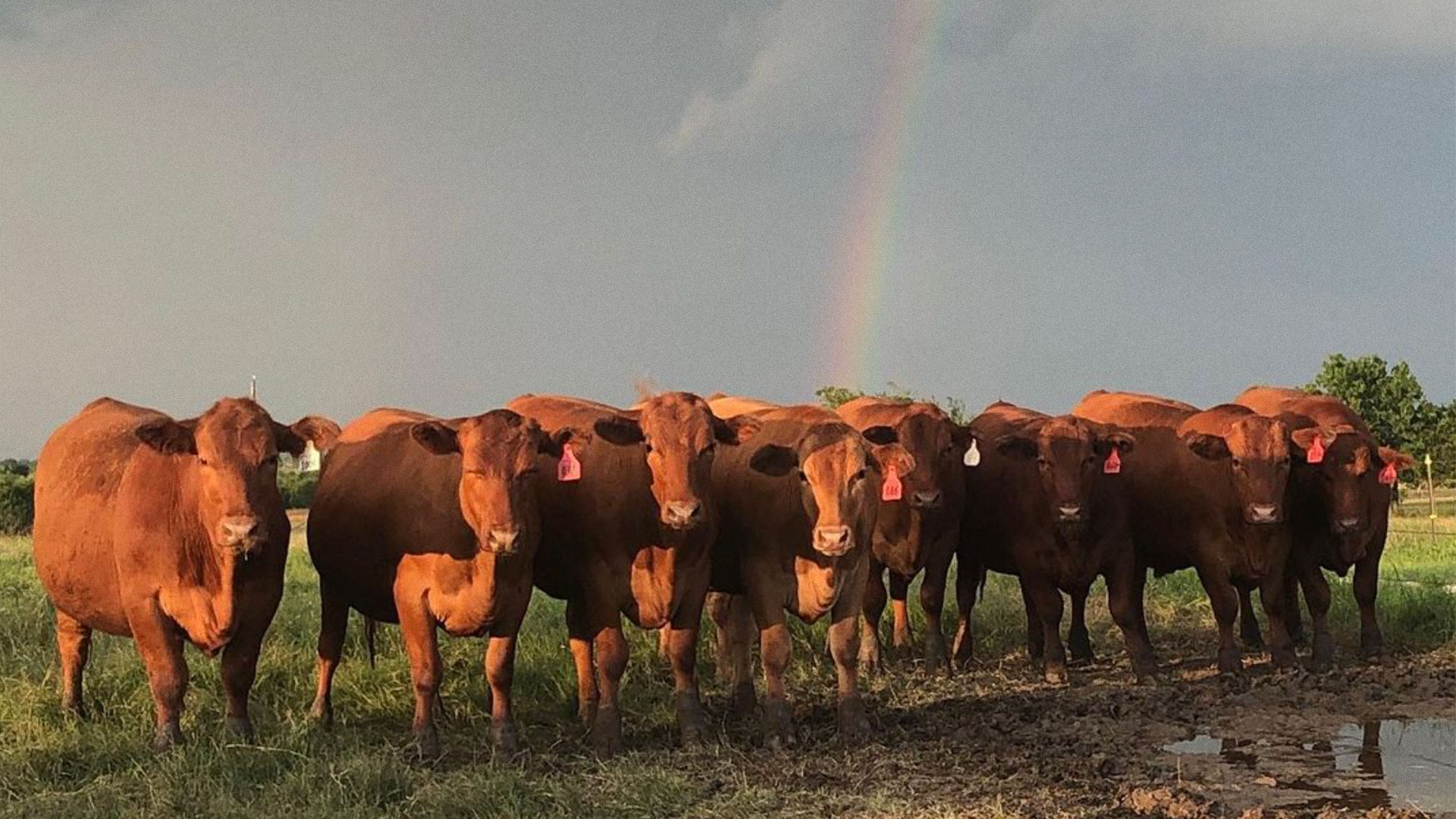 Fight for Your Freedom with the Cattleman's Feast Special Guests!