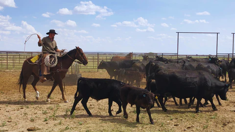 The Fight for Food Freedom: Supporting Small, Family-Owned Ranches for Healthier, More Ethical Meat Choices
