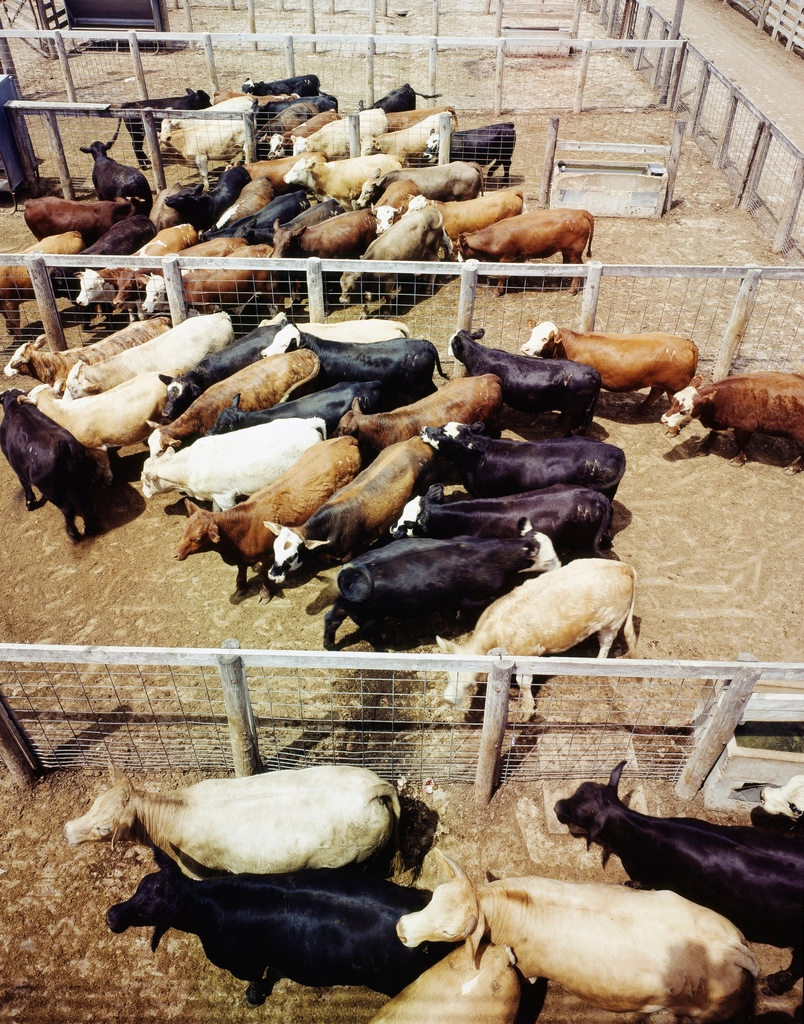 Record High Beef Prices and a Dwindling Cattle Supply