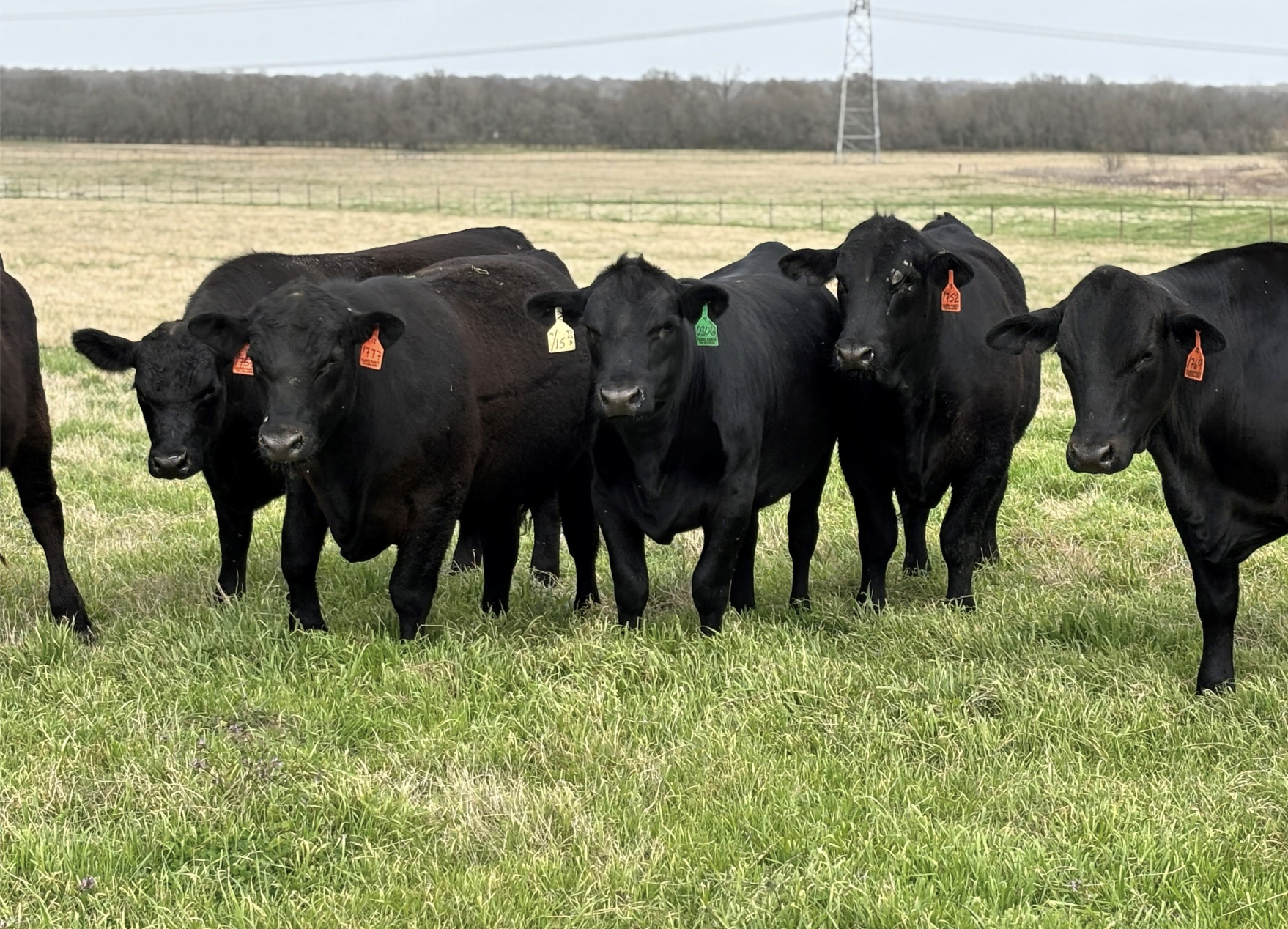 Brazos Valley Beef: Better Beef. Healthier Land. Stronger Texas