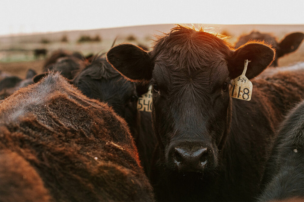 “You Were Never Buying Beef” — Agridime’s $191 Million Meat Mirage Explodes in Court
