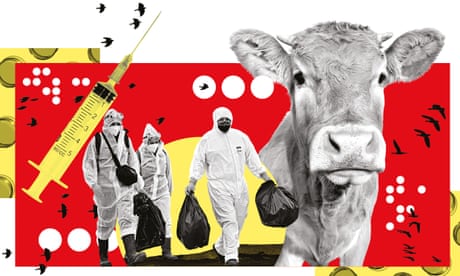 Fridge Flu Panic: How a Lab Study Became a Raw Milk Smear Campaign