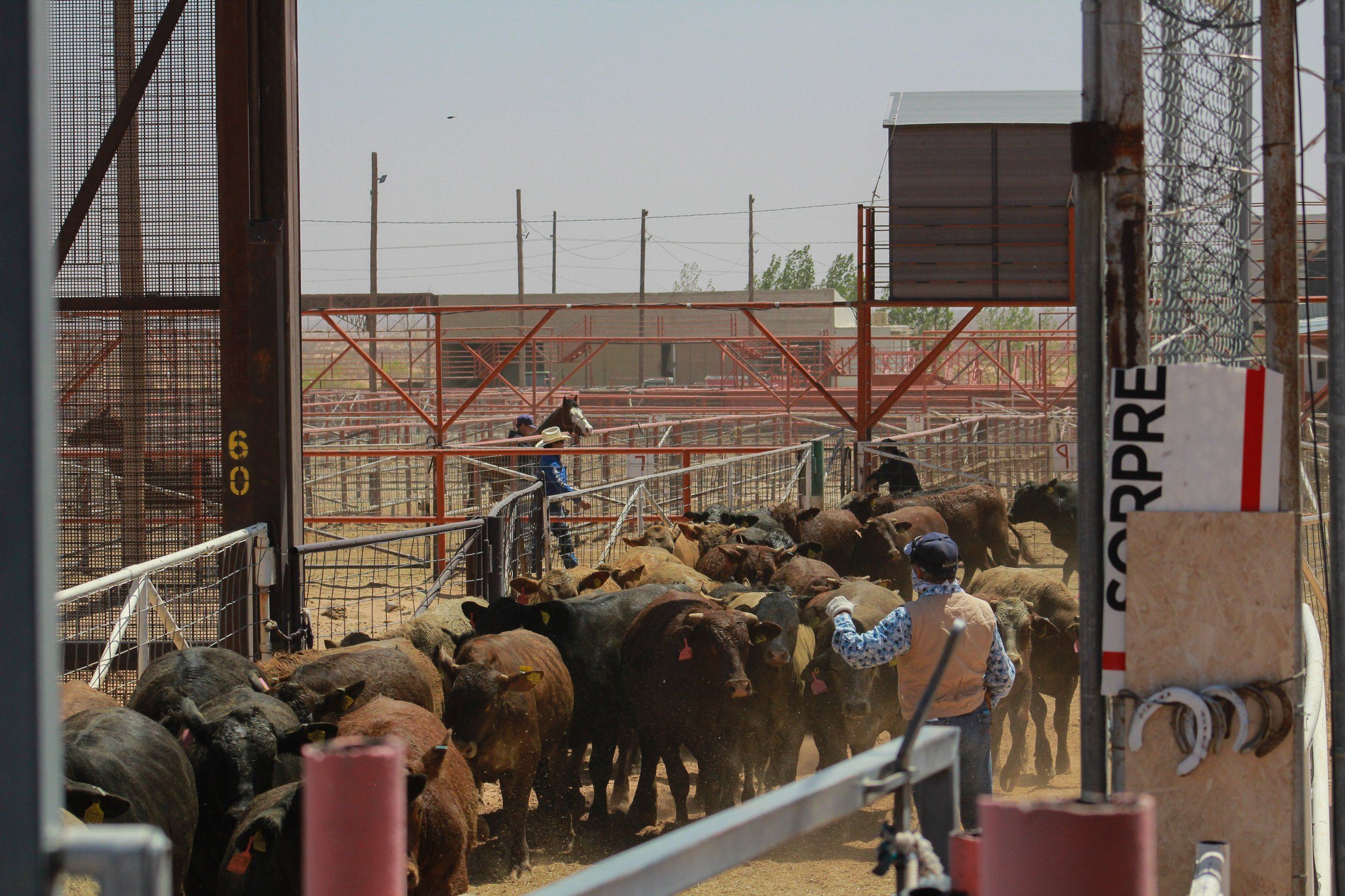 The Border Reopens—America’s Herds Be Damned