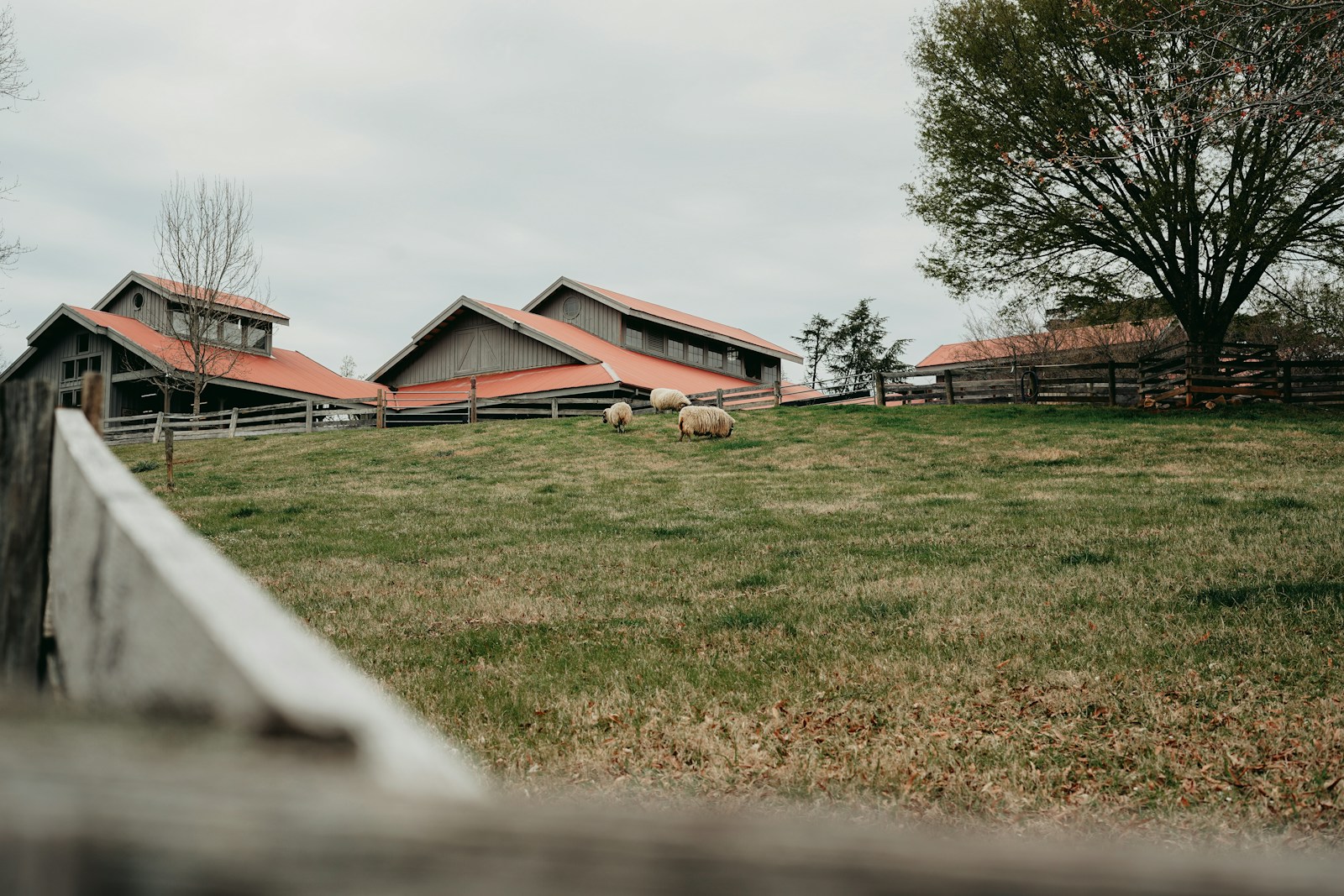 The Herd Won’t Grow on Hope: Regenerative Policy Needs Rancher-Directed Capital to Work